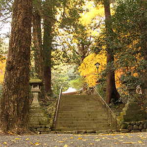 美奈宜神社の紅葉の様子-2