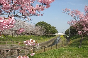 平塚川添遺跡公園の桜3
