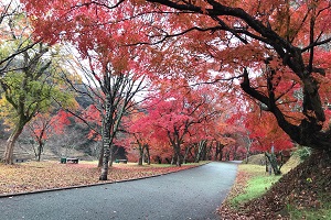 甘木公園　紅葉