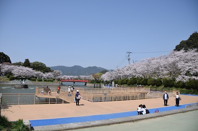 甘木公園　桜（ソメイヨシノ）