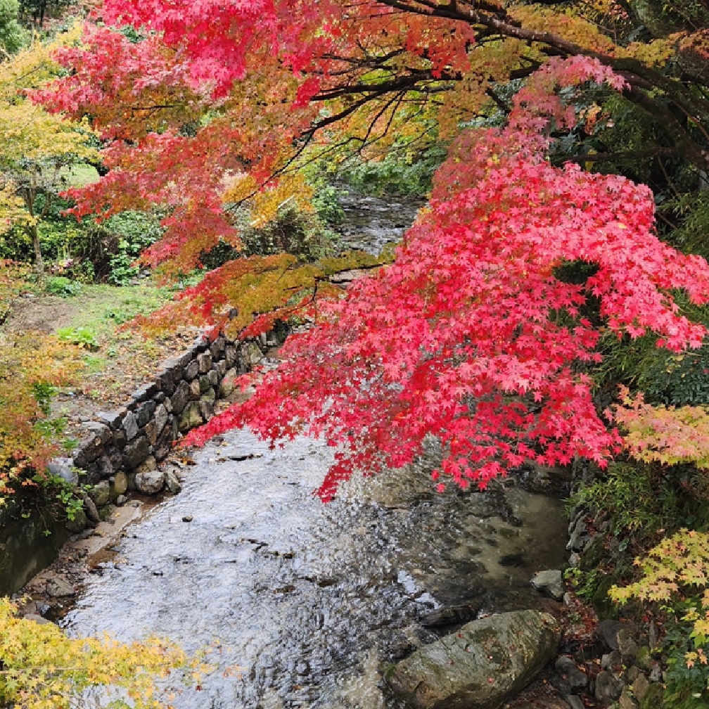 銅賞(紅葉したもみじと澄んだ水が流れる野鳥川)の画像