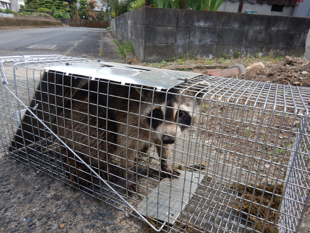 アライグマについての画像