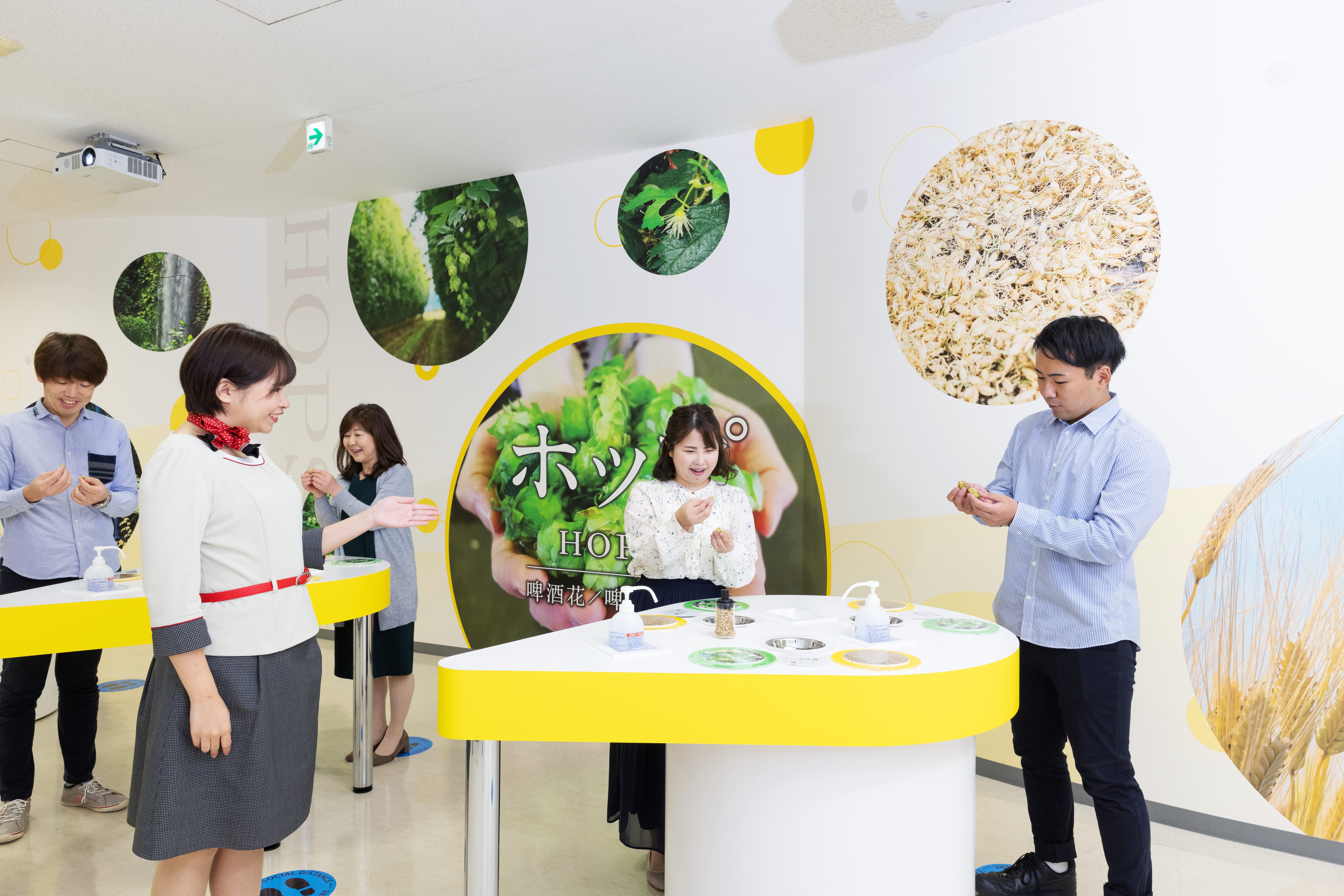 麦芽の試食やホップの香りを体験の画像