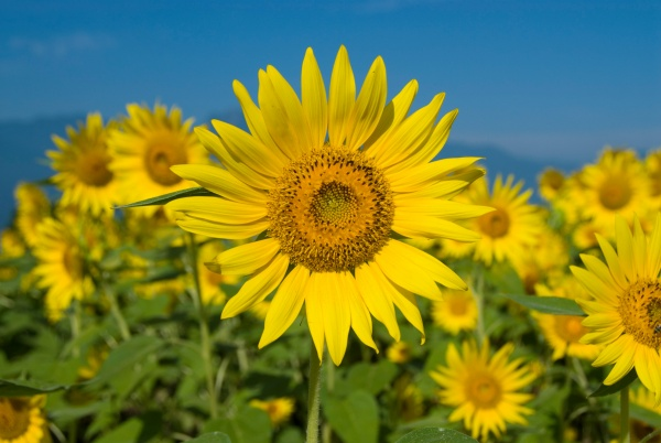 ひとりで悩まずご相談ください。の画像3