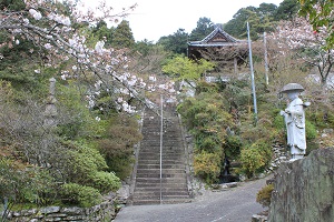 南淋寺のしだれ桜の画像2