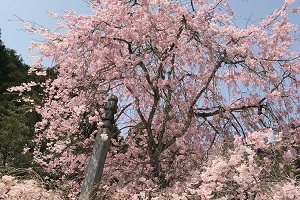 南淋寺のしだれ桜の画像3