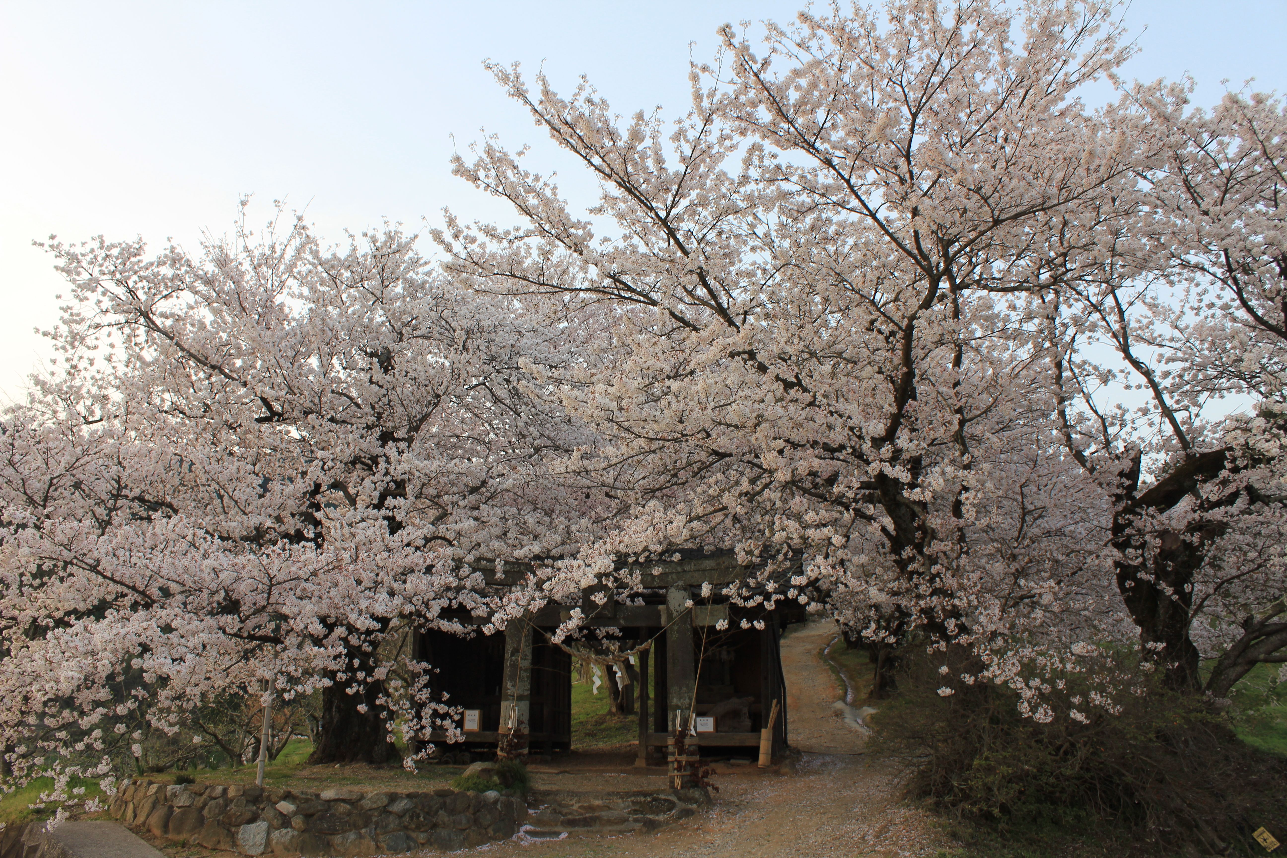 夕月神社の桜の画像