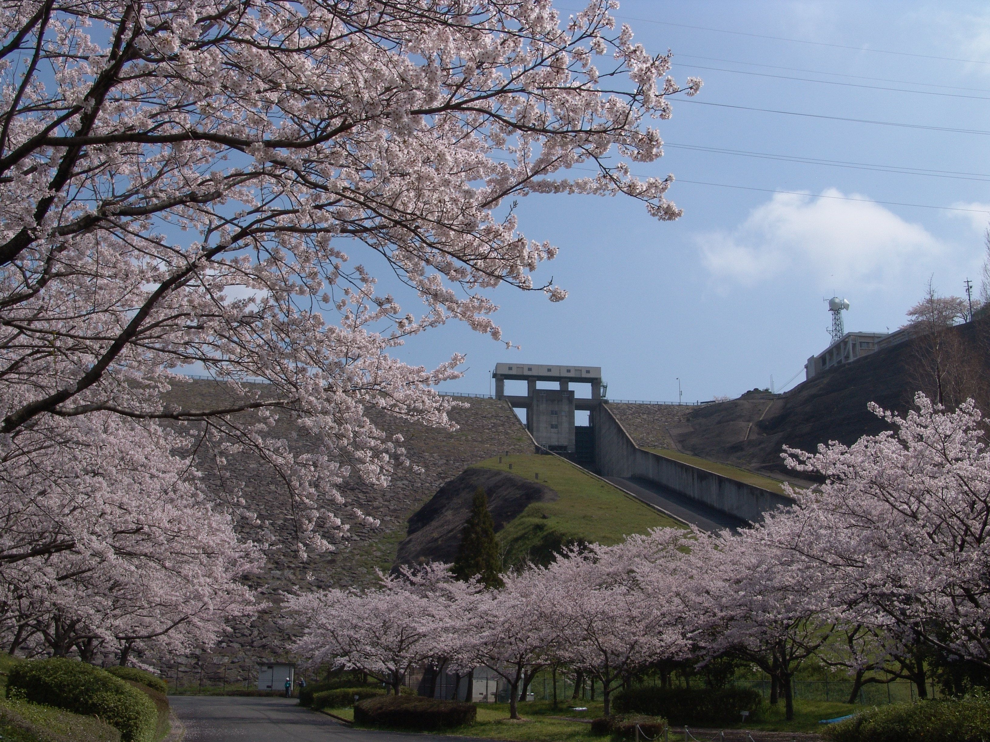 桜と寺内ダム(ダム堤体下の下流広場で撮影)の画像