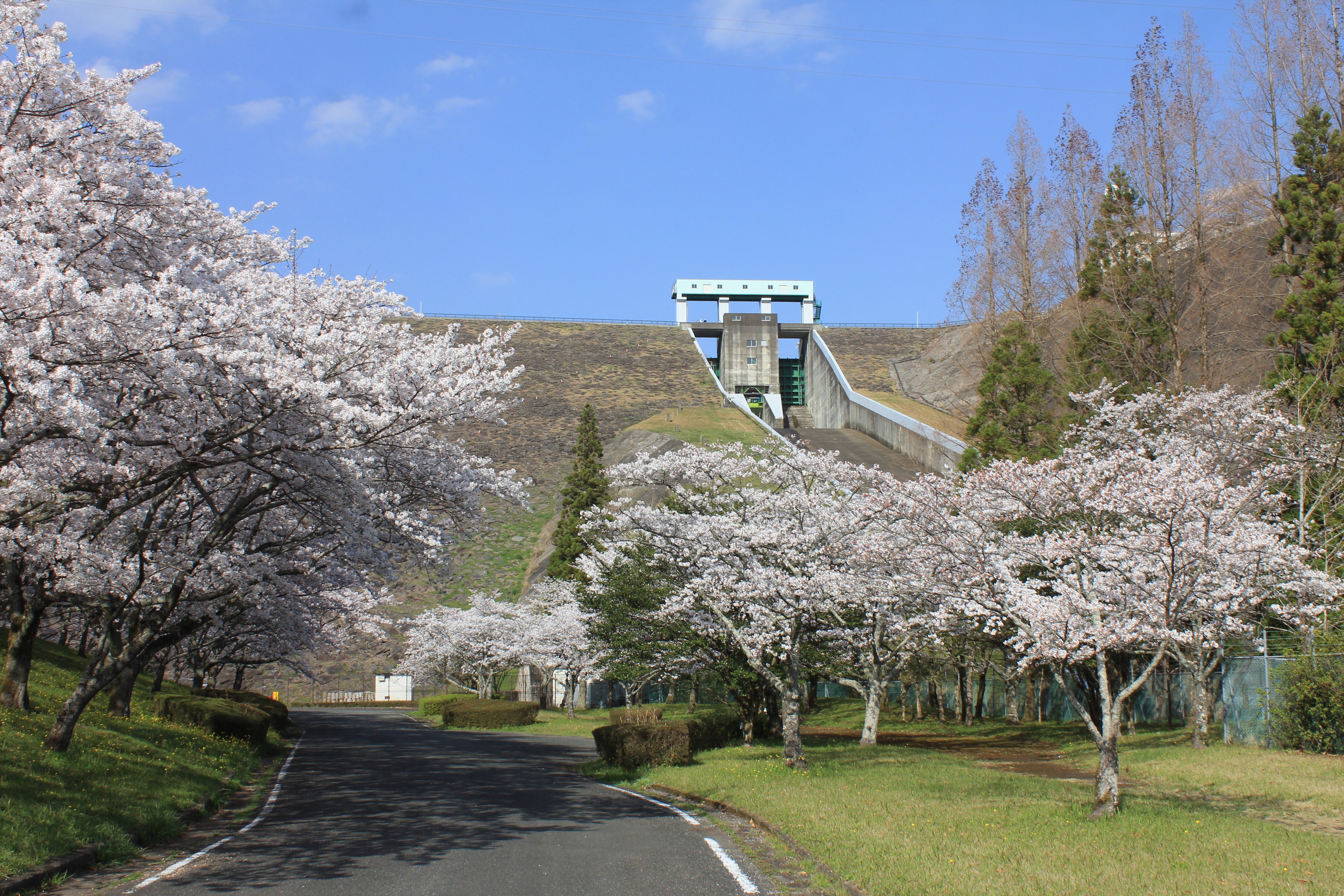 寺内ダム周辺の桜の画像