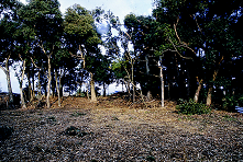 小田茶臼塚古墳の画像