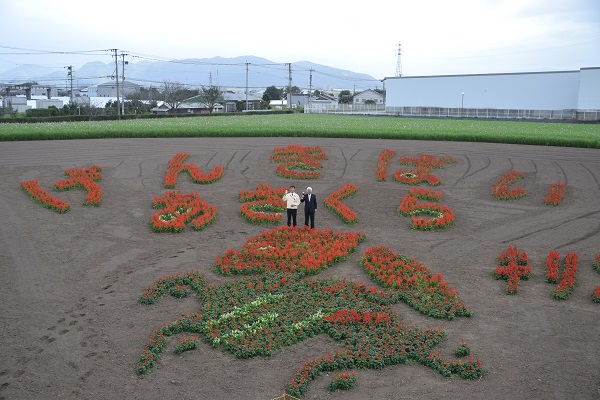 コスモスの画像1