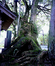 志賀様の大樟の画像