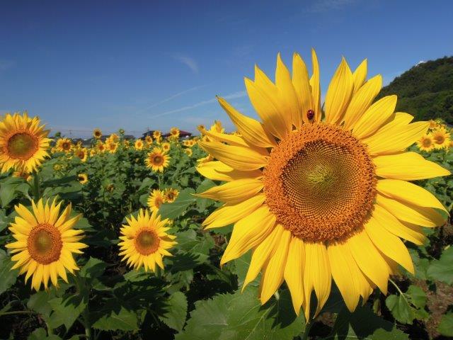 ヒマワリの画像