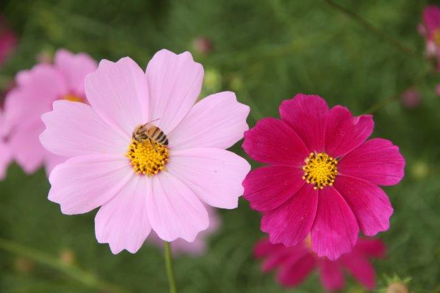 コスモスの画像