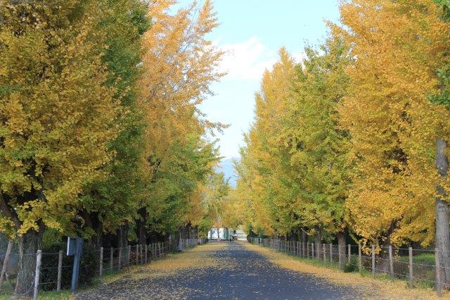 イチョウの画像