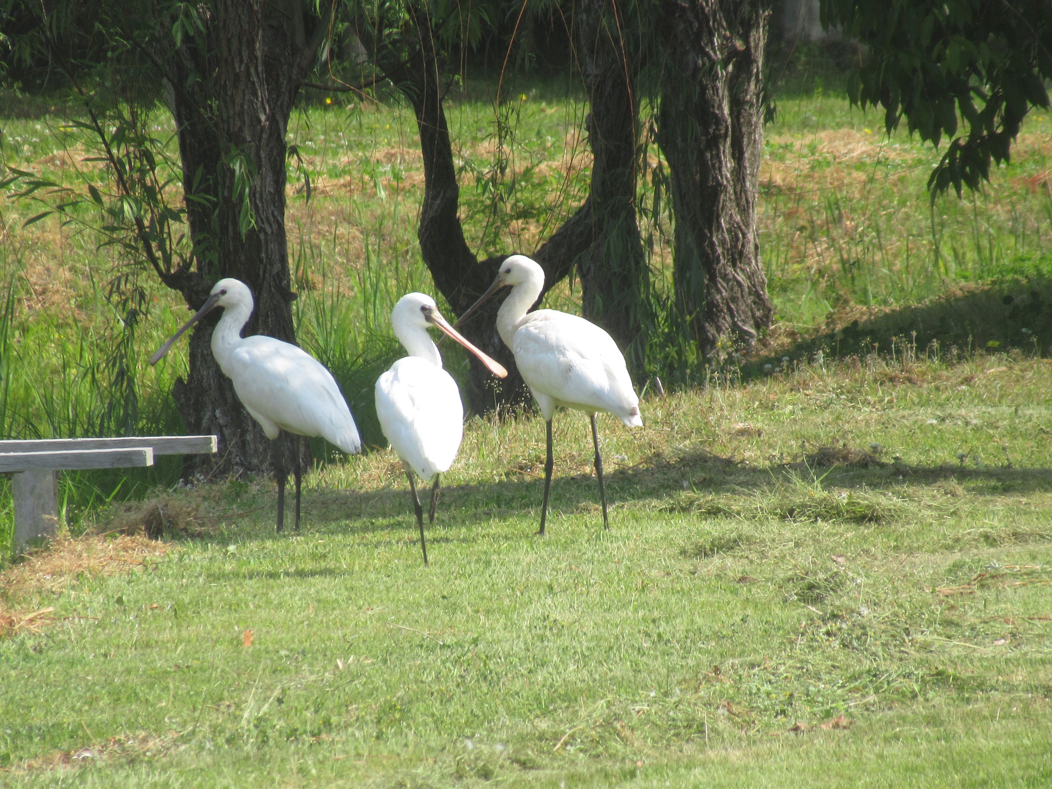 クロツラヘラサギ