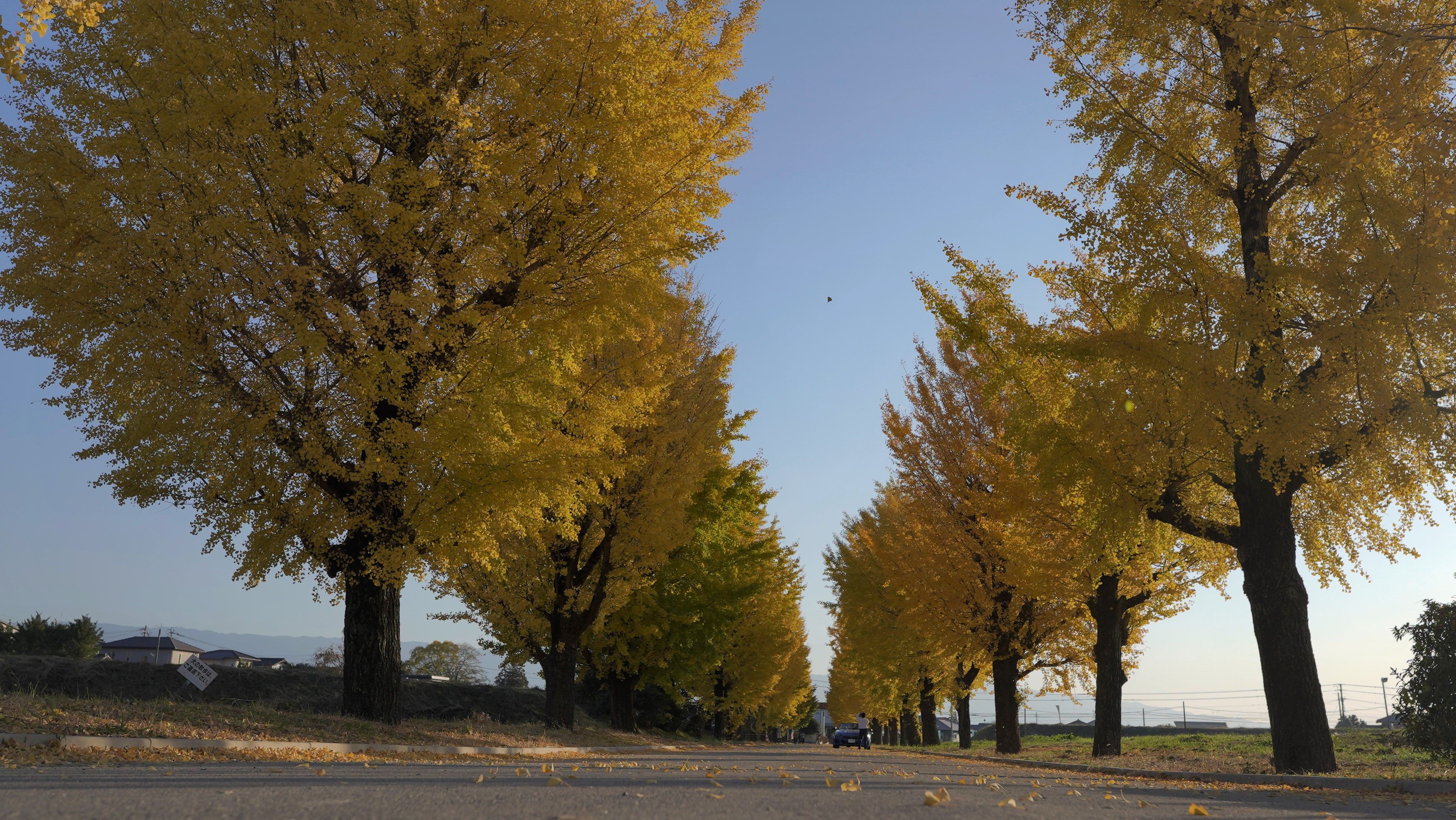 朝倉農業高等学校跡地のイチョウ並木の画像
