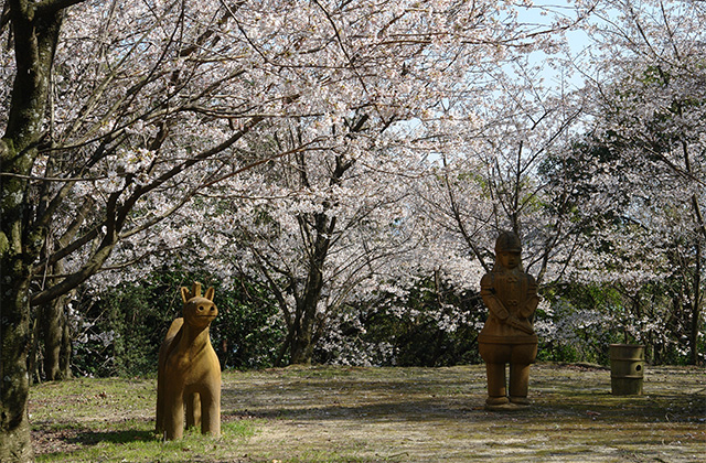 木の丸公園の桜の画像