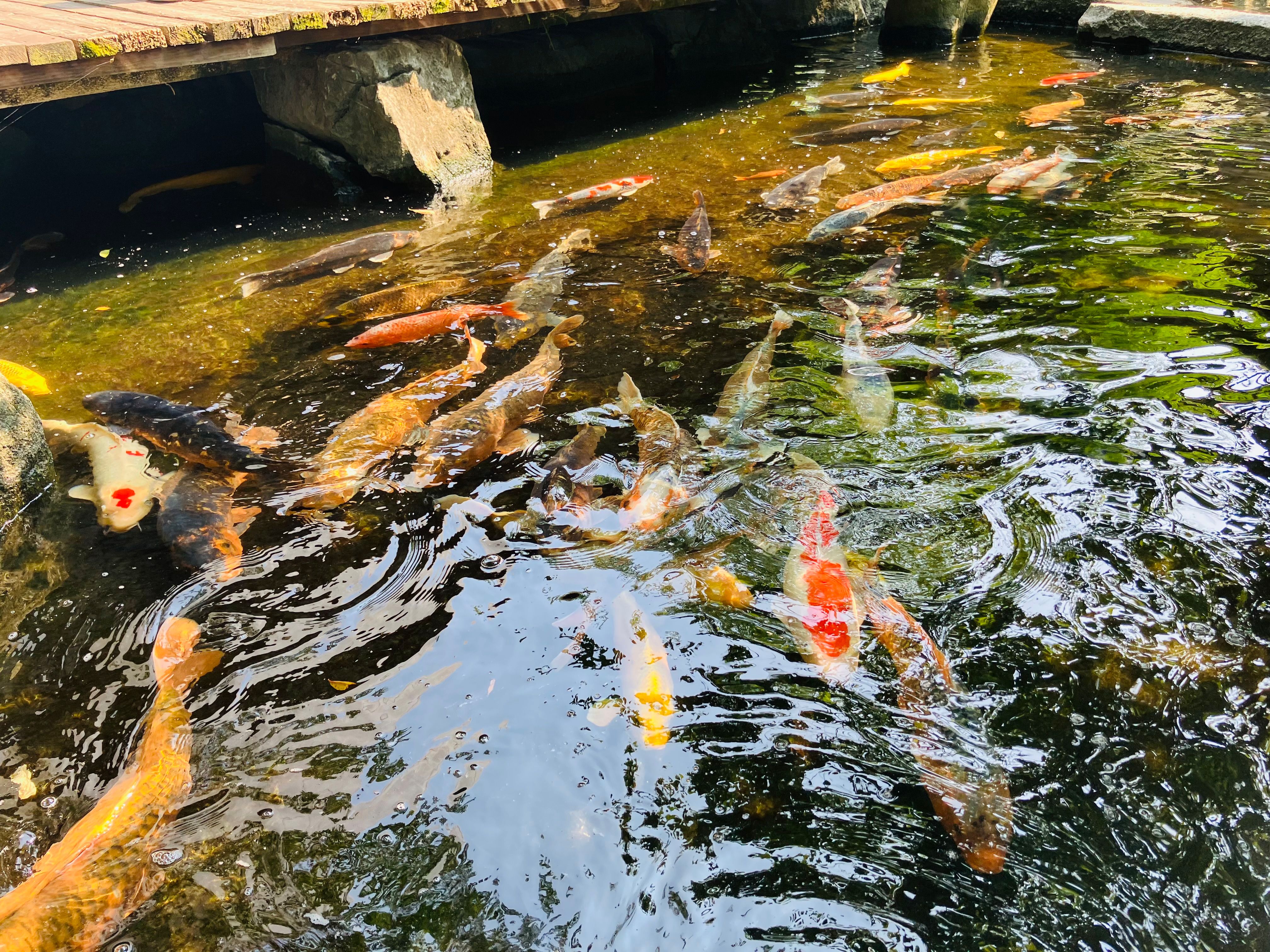 池には鯉がいっぱいの画像