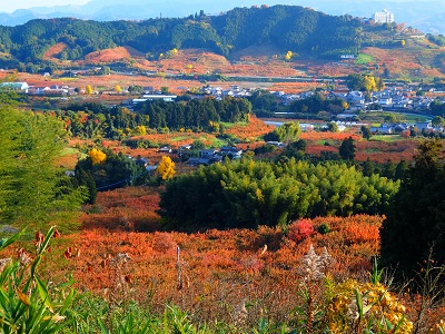杷木柿山の紅葉の画像
