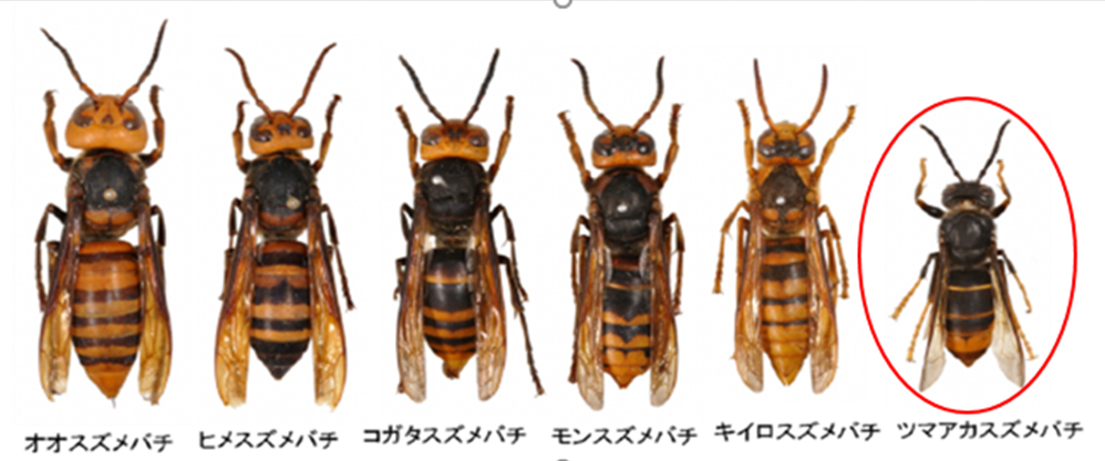 ツマアカスズメバチ