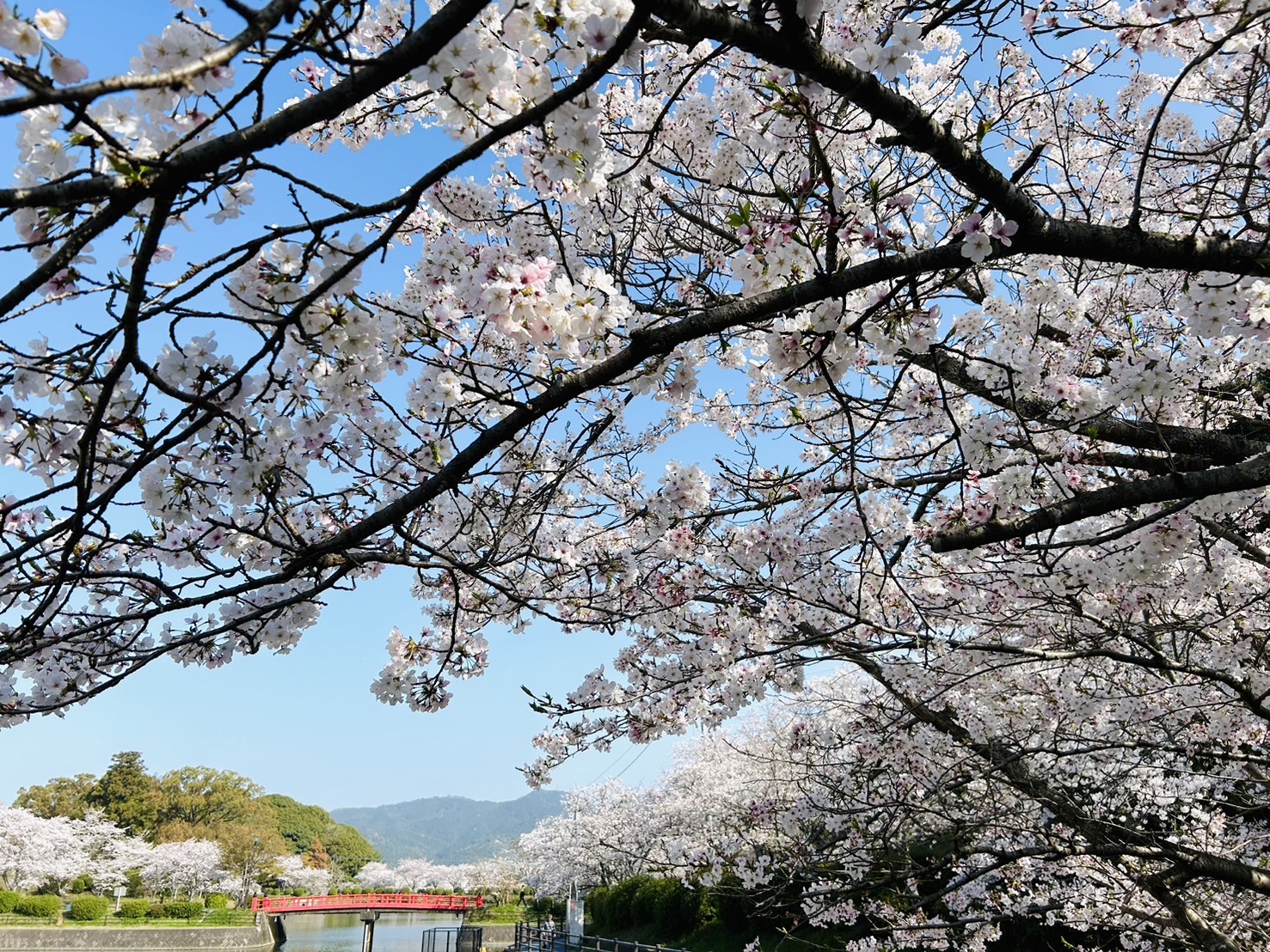 甘木公園入り口（ソメイヨシノ）