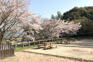 甘木公園バーベキュー広場（桜の時期）