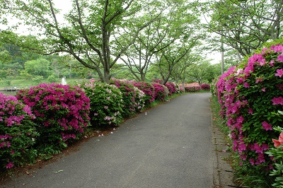 甘木公園ツツジ