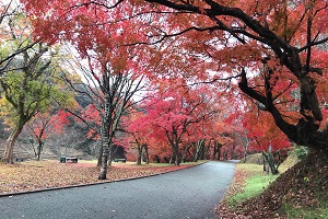 甘木公園紅葉