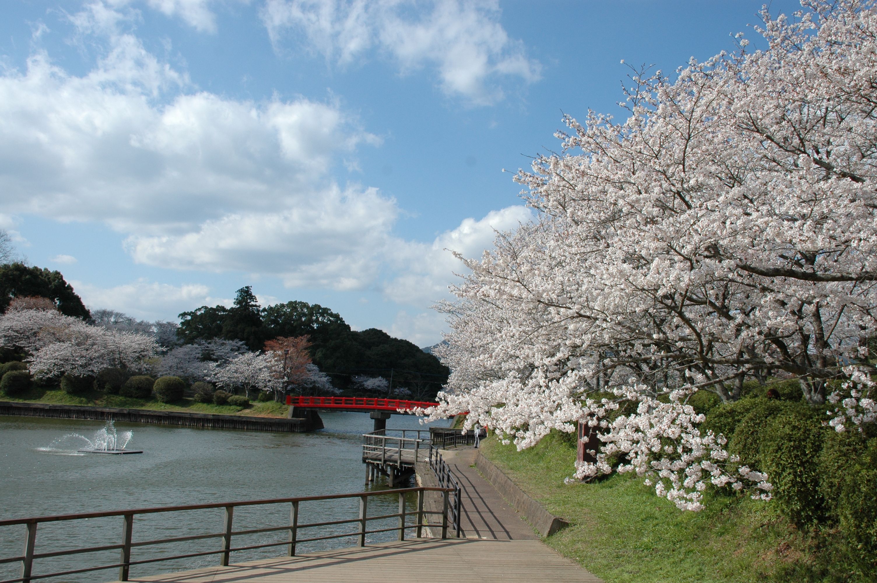 甘木公園の桜の画像