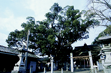 祗園の大樟の画像