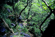 秋月のツゲ原始林の画像