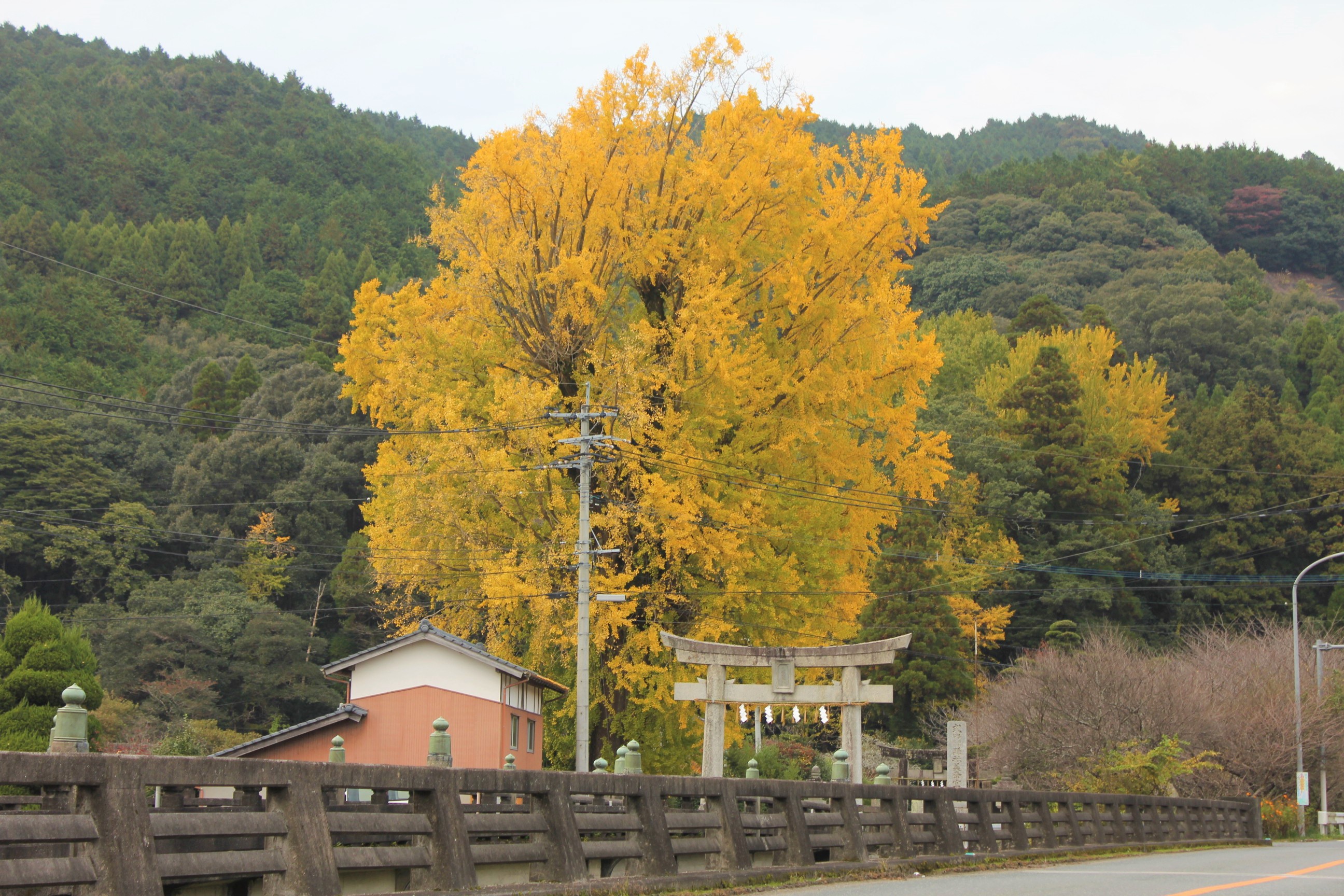 美奈宜神社（荷原）の大銀杏の画像