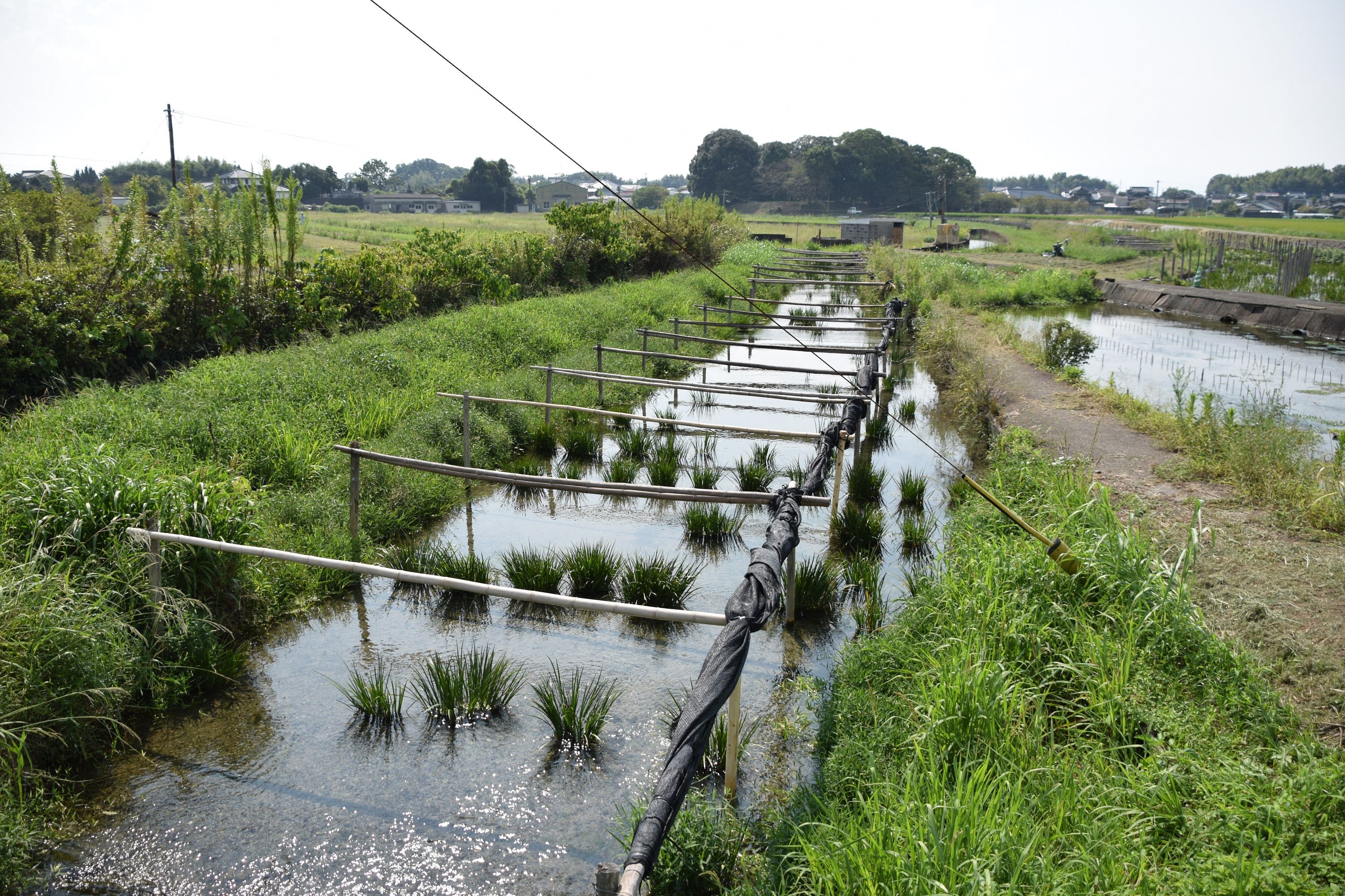黄金川の様子の画像