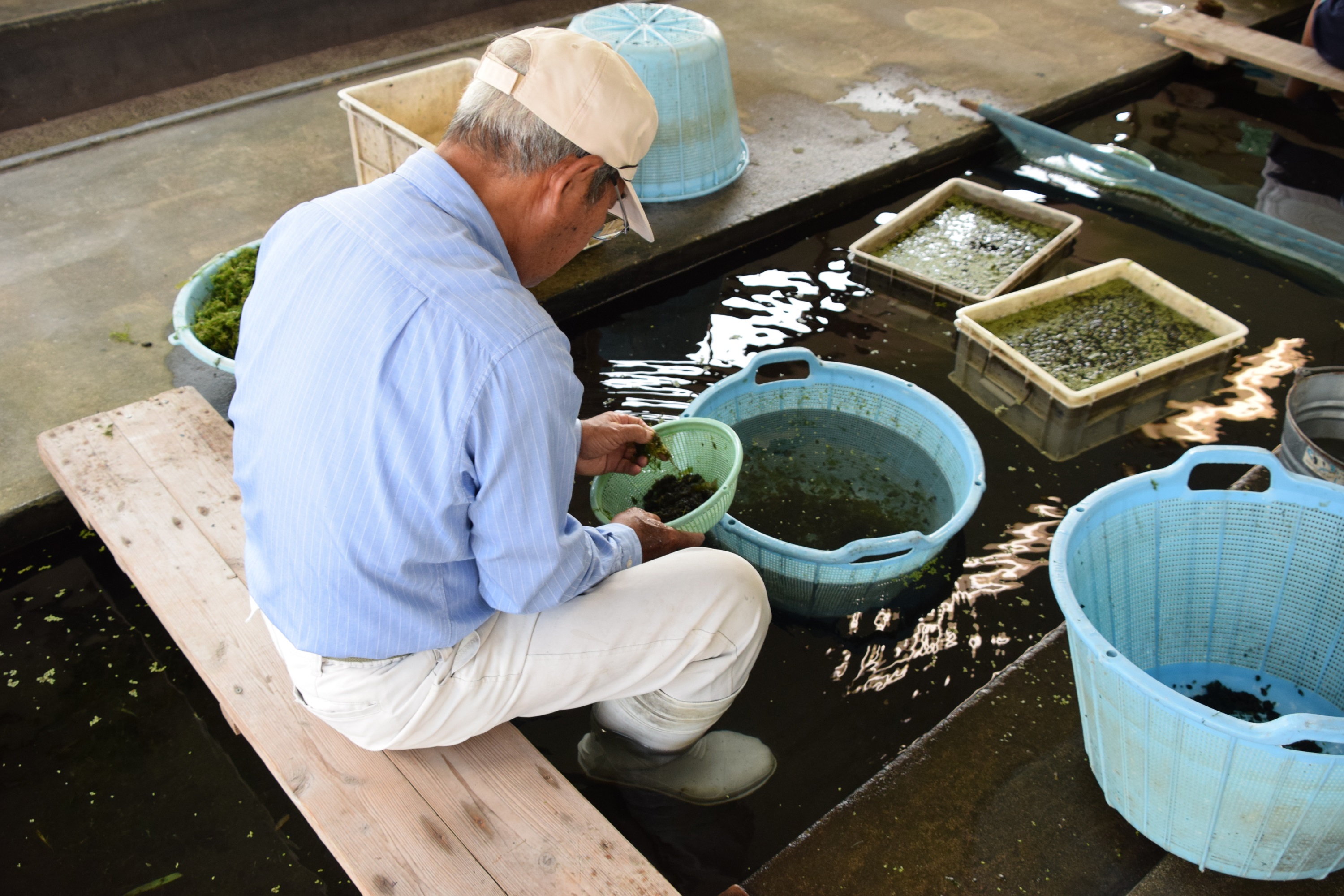 川茸の加工作業の様子の画像