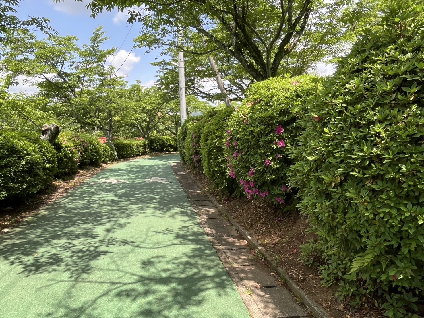 甘木公園のツツジの画像1