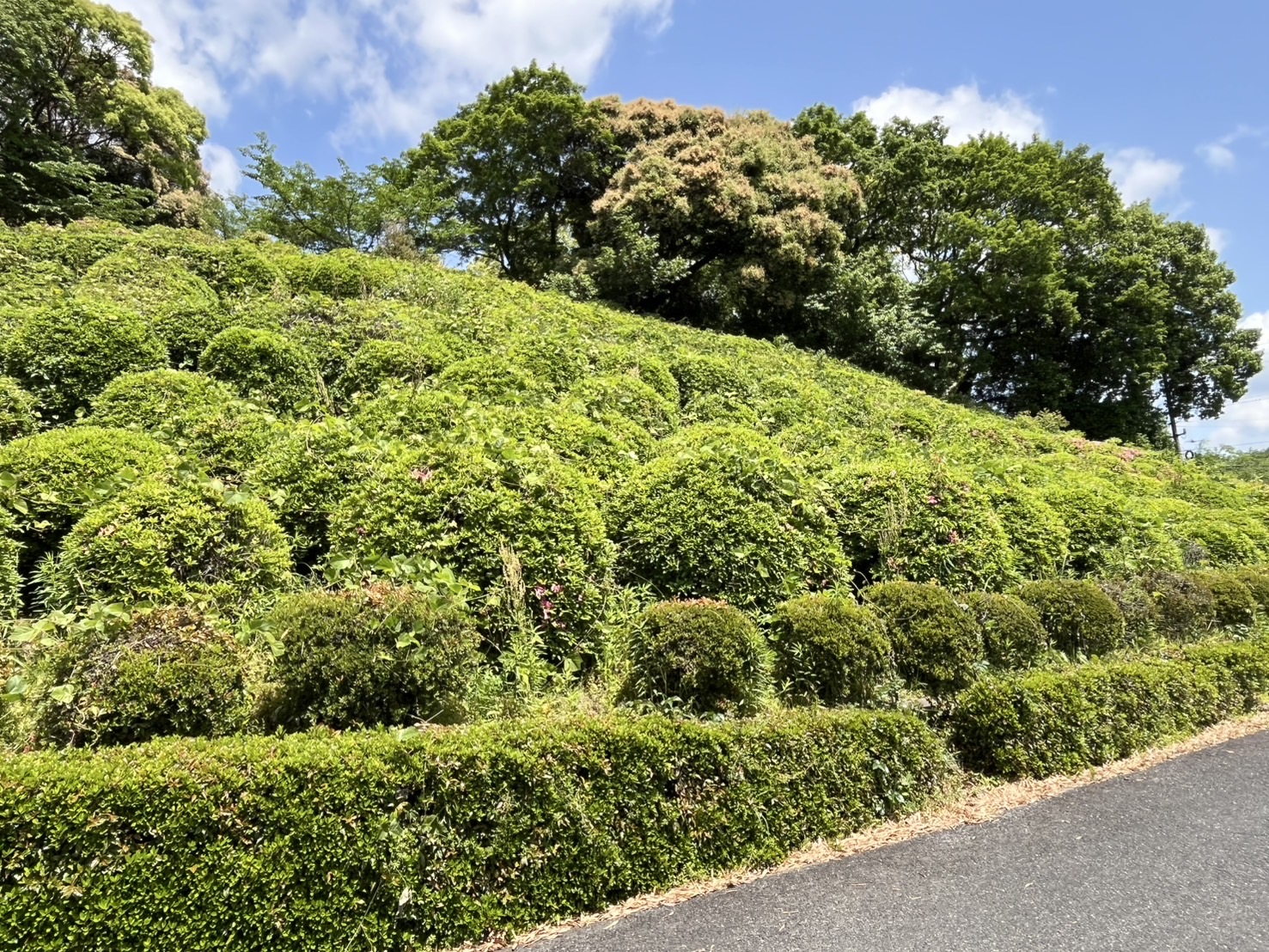 甘木公園のツツジの画像2