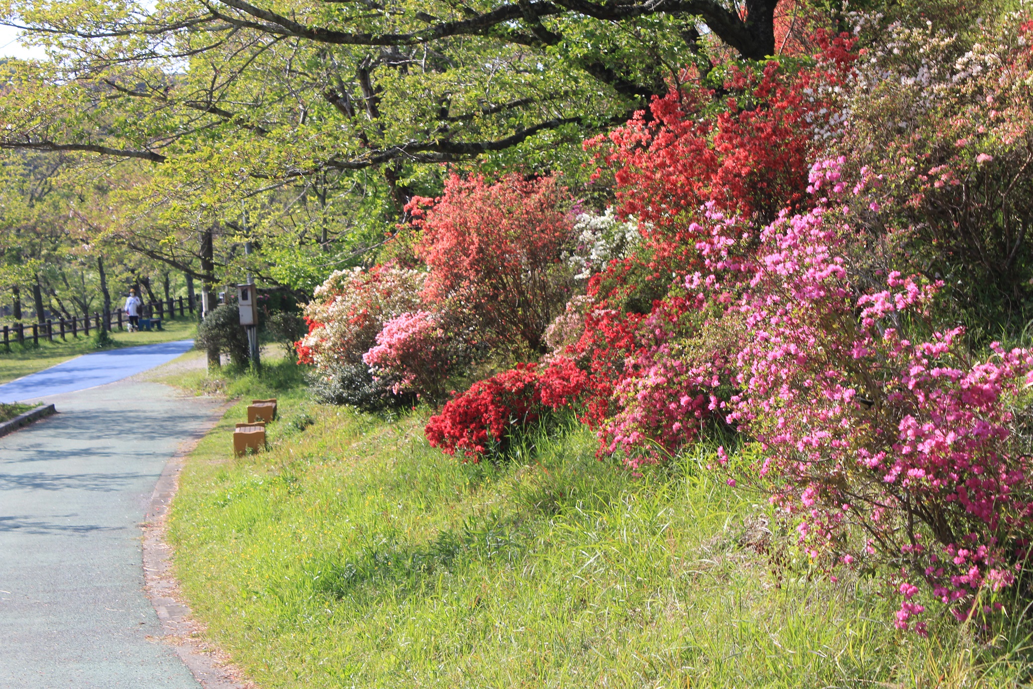 甘木公園のツツジの画像3