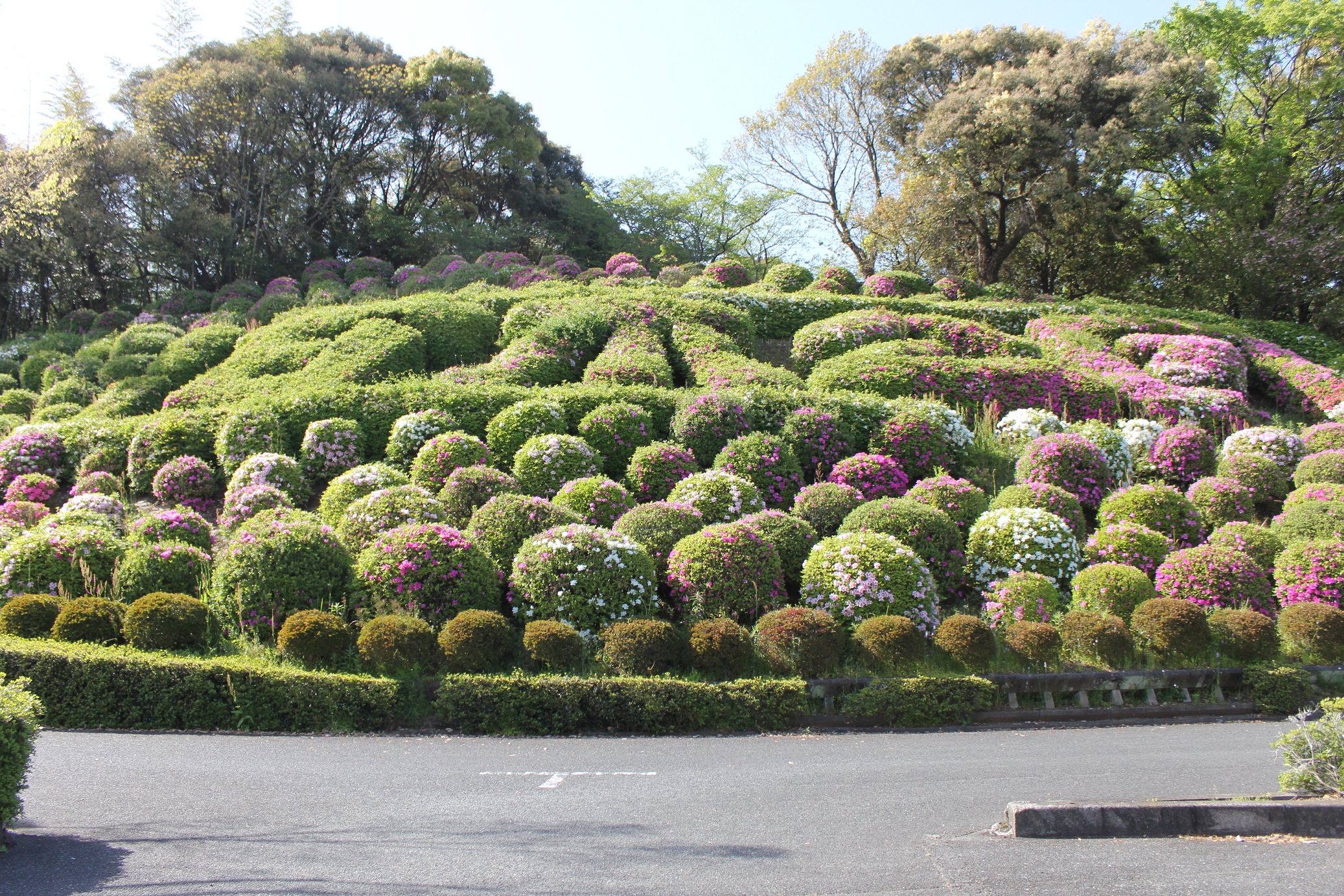 甘木公園のツツジの画像5