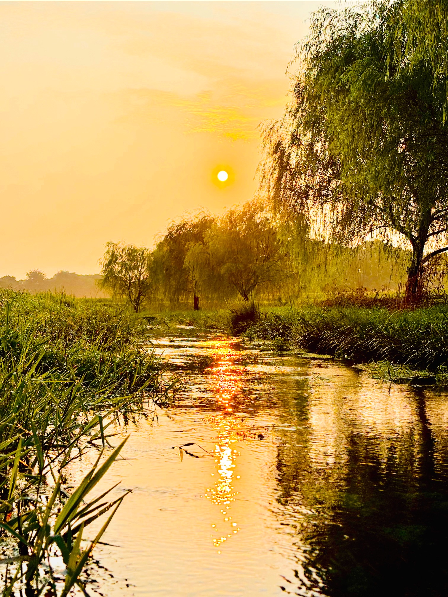 銅賞「朝倉は朝日輝く黄金の道」