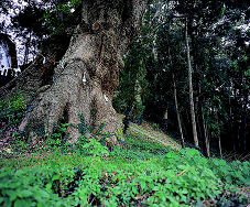 志波宝満宮社叢の画像