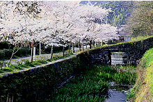 秋月城跡の画像