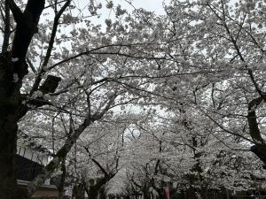 令和７年の様子3