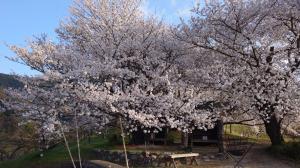 令和７年の様子2