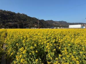 菜の花１