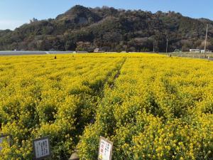 菜の花2