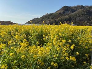 菜の花3