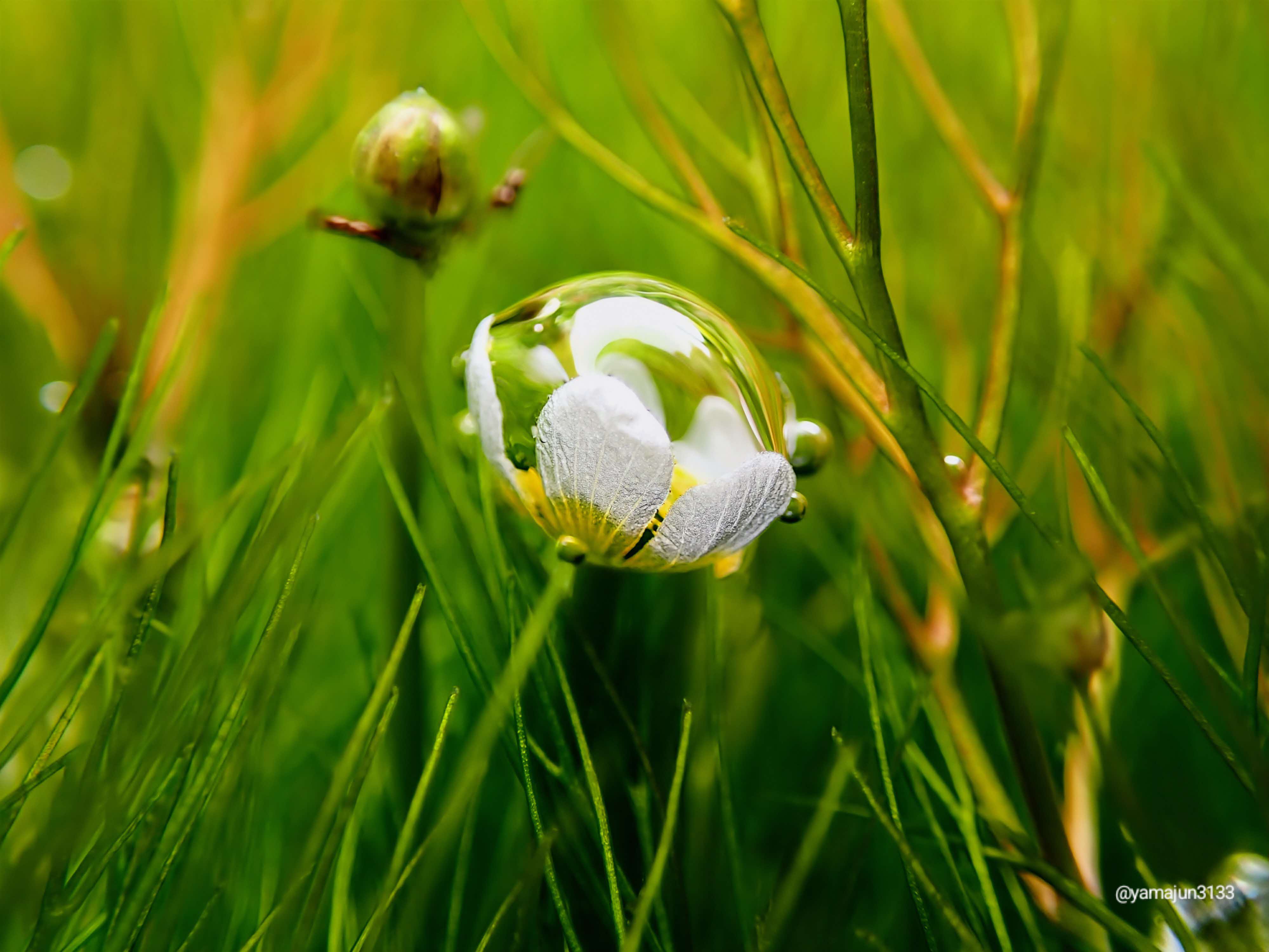 asakuranochiisanasuityuusekai