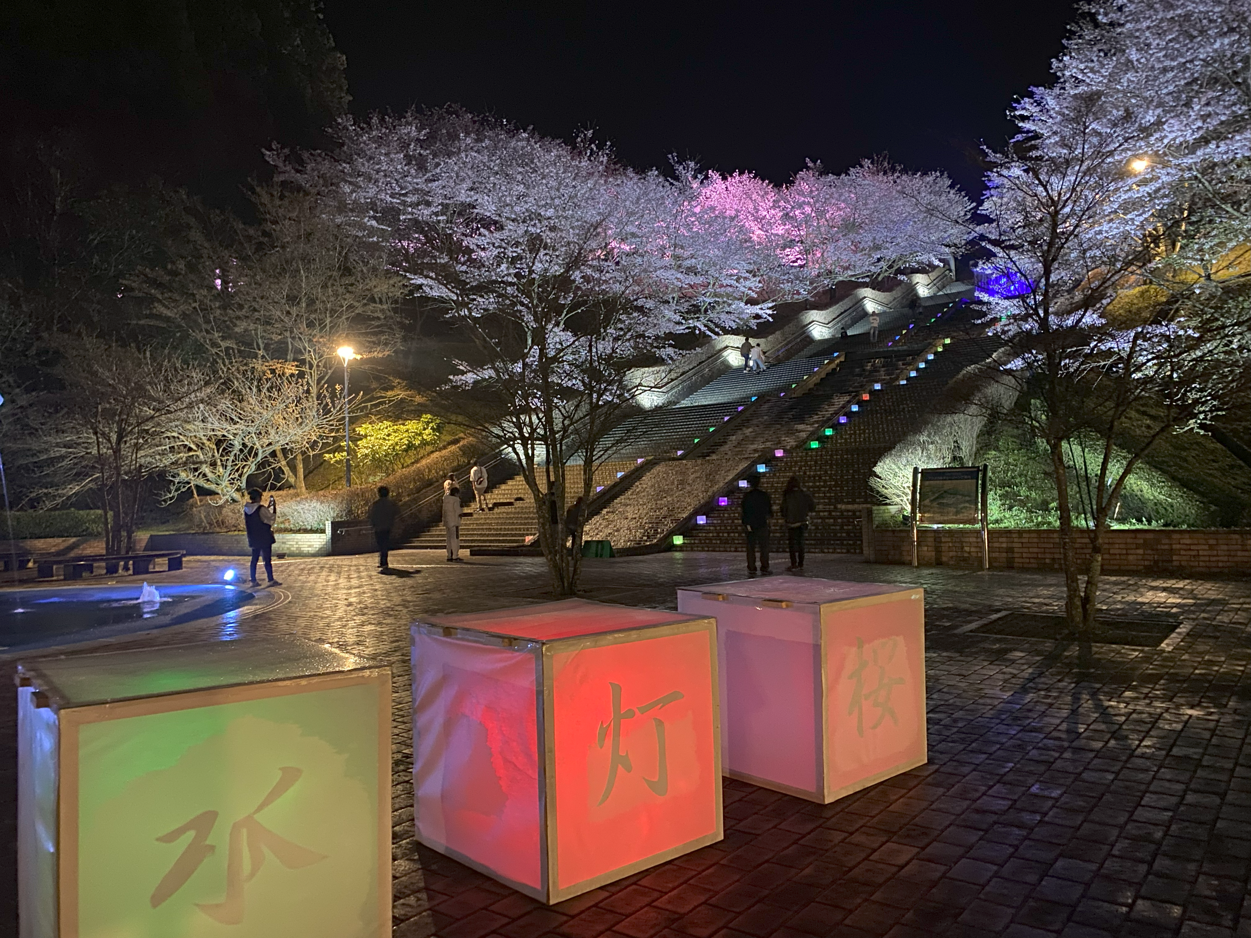 夜桜ライトアップ　場内画像