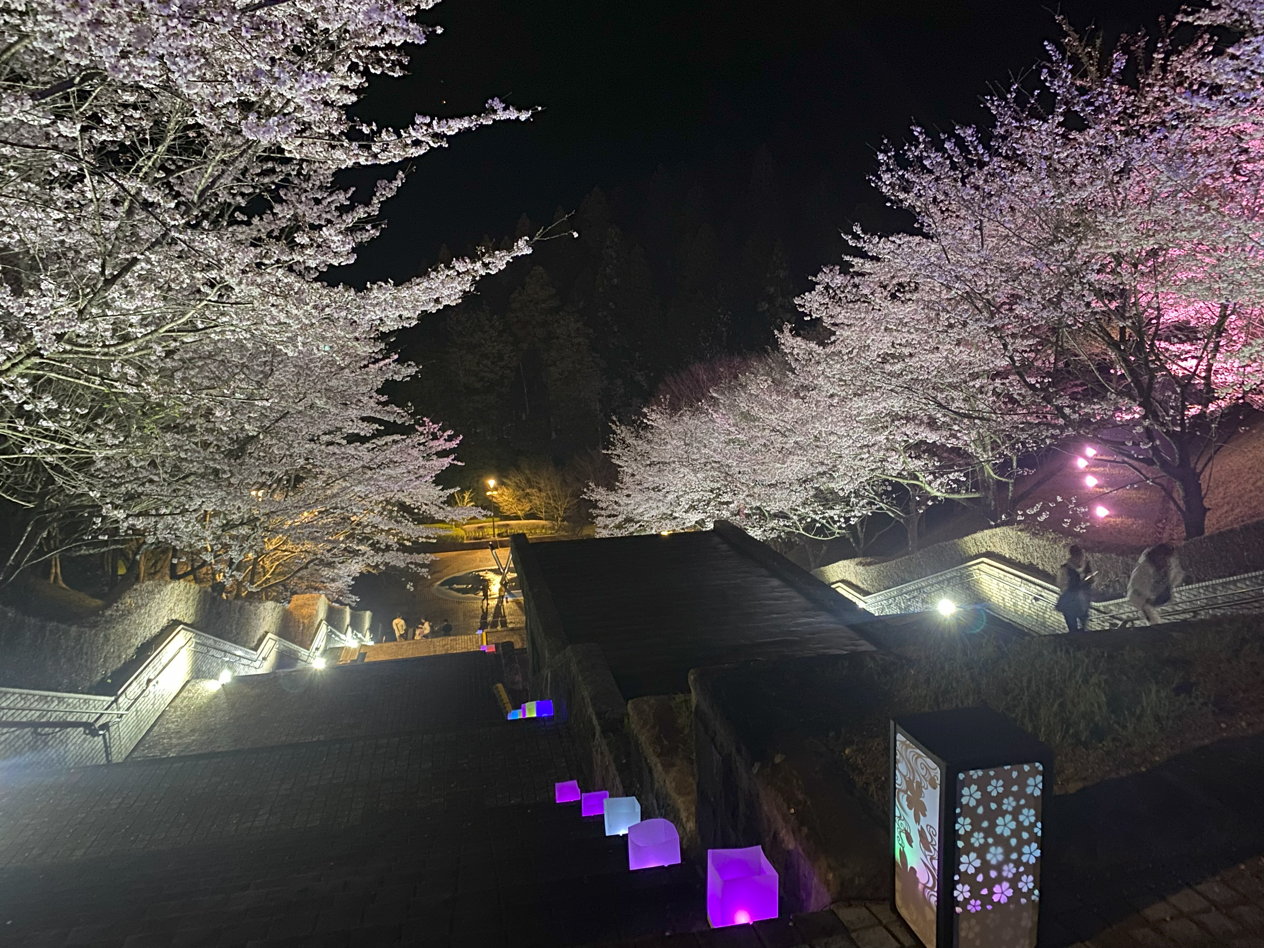 夜桜ライトアップ　カスケード階段